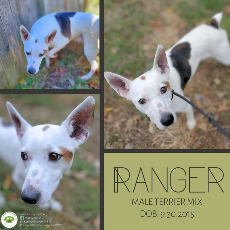 Ranger thumbnail 4