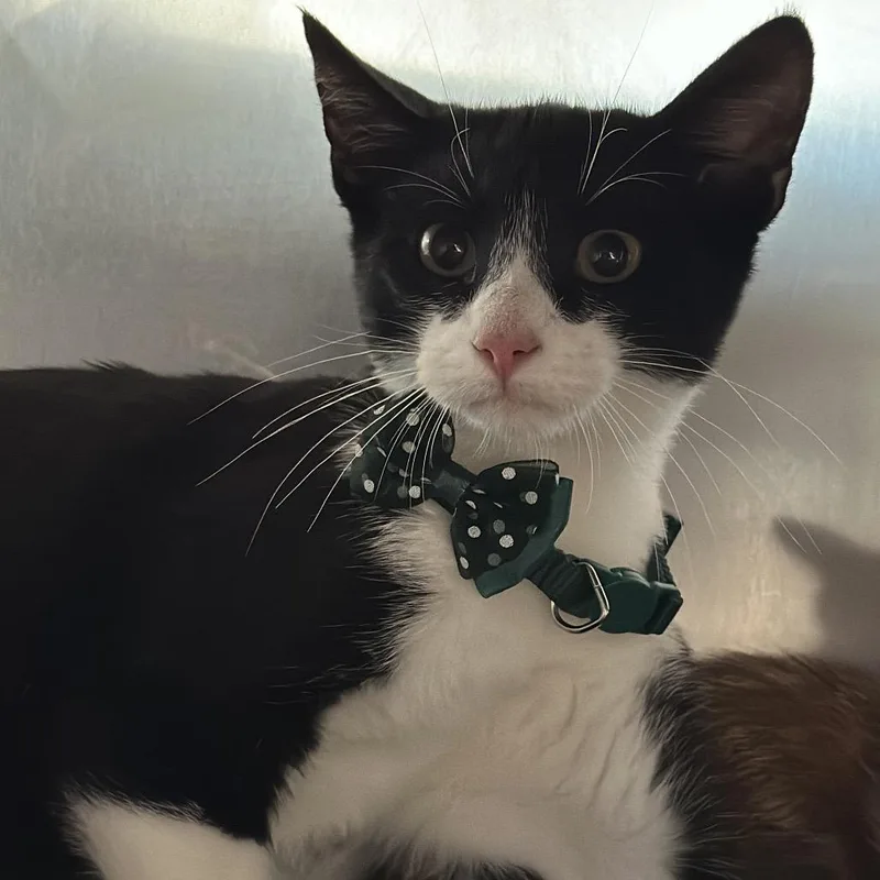 A baby small-sized male Black Domestic Short Hair cat named Friskie for adoption in Matteson, IL