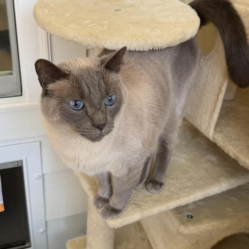 Indikah "indie" thumbnail 2