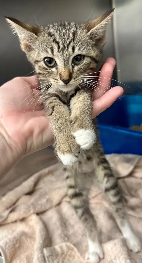 A baby medium-sized female Domestic Short Hair cat named Lemon for adoption in Danielsville, GA