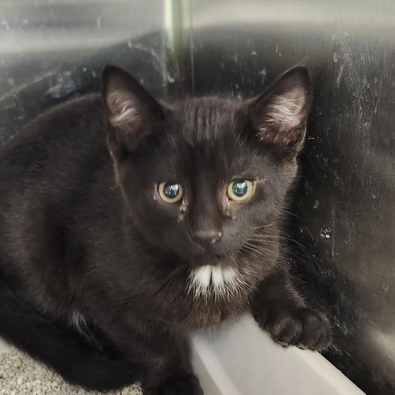 A baby small-sized male Black Domestic Short Hair cat named Pico de Gallo for adoption in Columbia Station, OH