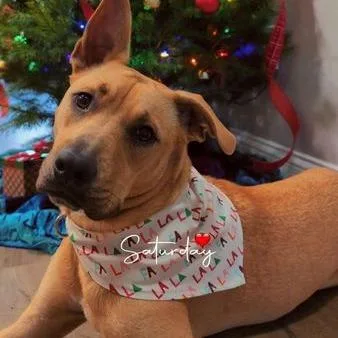 An adult medium-sized female Red / Chestnut / Orange Shepherd dog named Zelda for adoption in Pittsburgh, PA