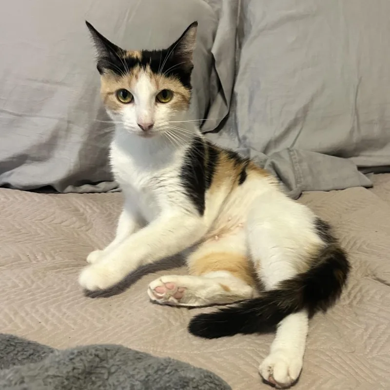 An adult medium-sized female Calico Domestic Short Hair cat named Mary Poppins for adoption in Boerne, TX