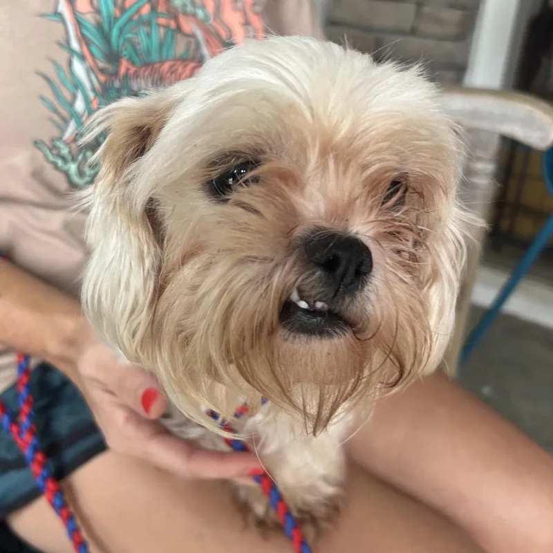 An adult small-sized female Black Mixed Breed dog named Tremble for adoption in Chattanooga, TN