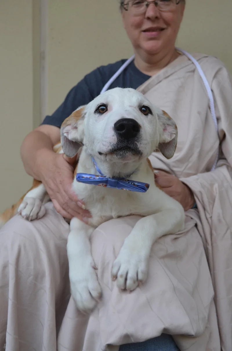 A baby large-sized male Border Collie dog named Novak for adoption in McKinney, TX