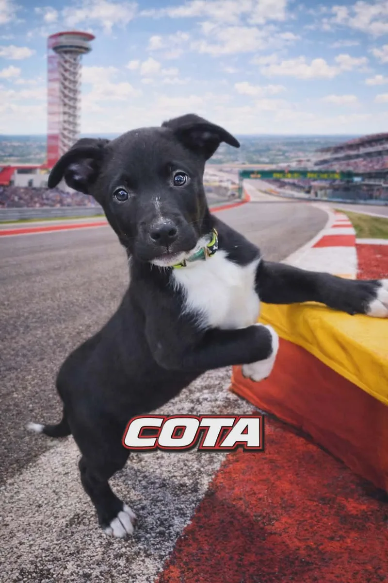 Cota thumbnail 3
