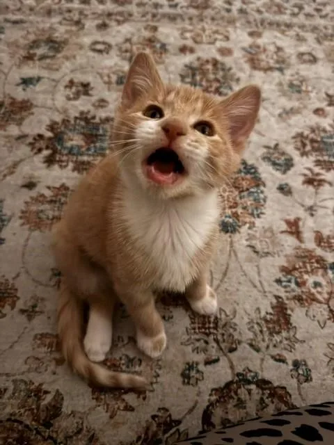 A baby small-sized female Buff & White Domestic Short Hair cat named Nala for adoption in Milwaukee, WI