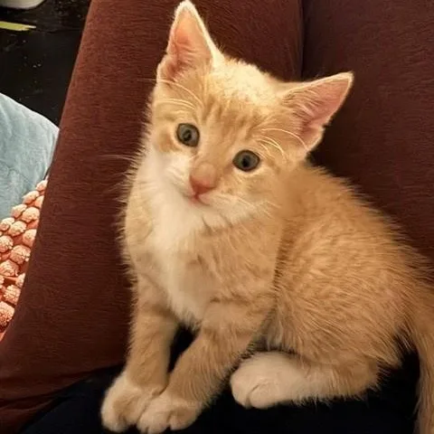 Nala thumbnail 3