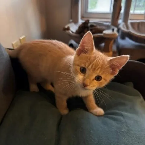 Nala thumbnail 4