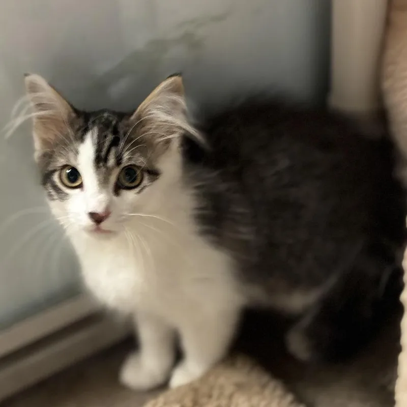 A baby small-sized male Brown / Chocolate Domestic Short Hair cat named Rainy for adoption in South Elgin, IL