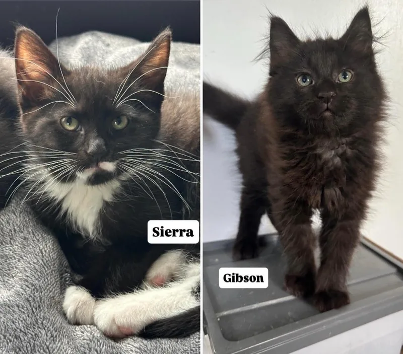 A baby small-sized male Domestic Short Hair cat named Gibson Sierra for adoption in Minneapolis, MN
