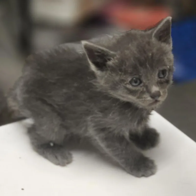 A baby small-sized male Gray / Blue / Silver Domestic Short Hair cat named Leroy for adoption in Wickenburg, AZ