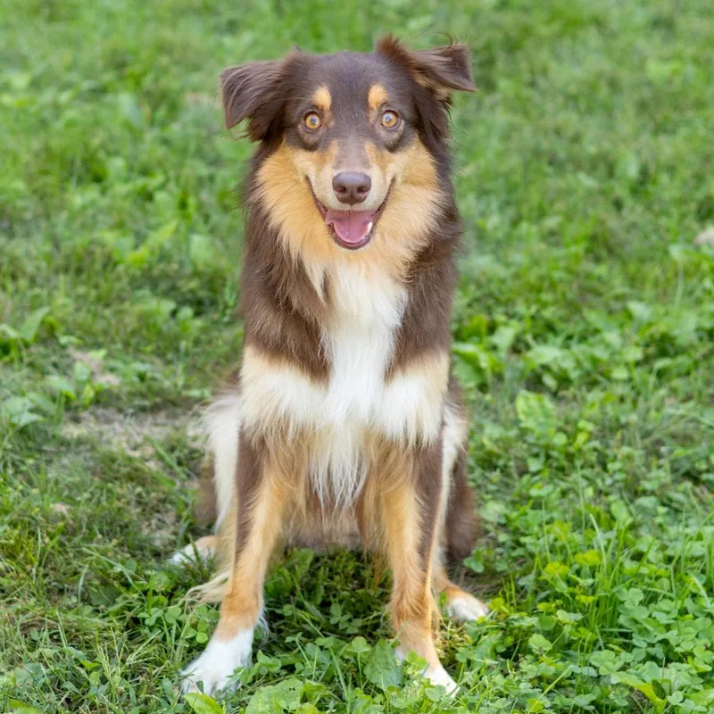 An adult medium-sized male Australian Shepherd dog named Coffee for adoption in Newark, DE
