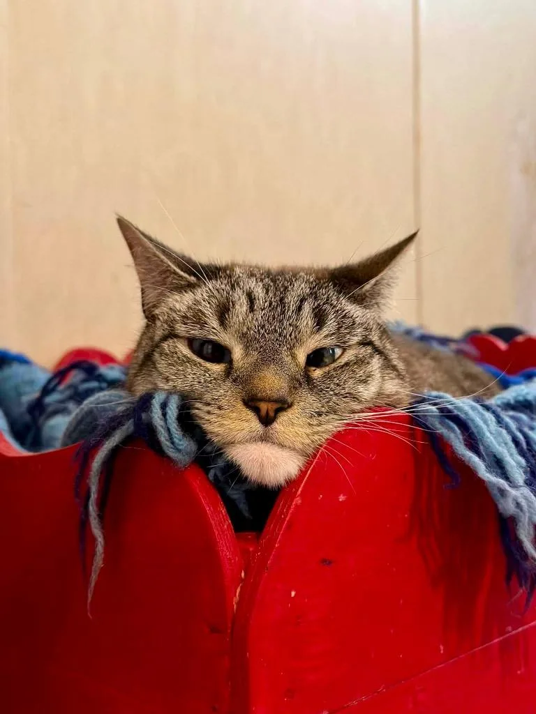 An adult large-sized female Domestic Short Hair cat named Spooky for adoption in Parsons, WV