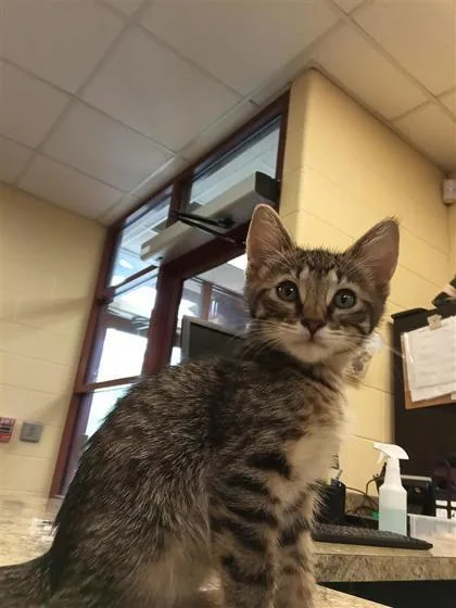 A baby small-sized male Domestic Short Hair cat named Lutrell for adoption in Independence, MO