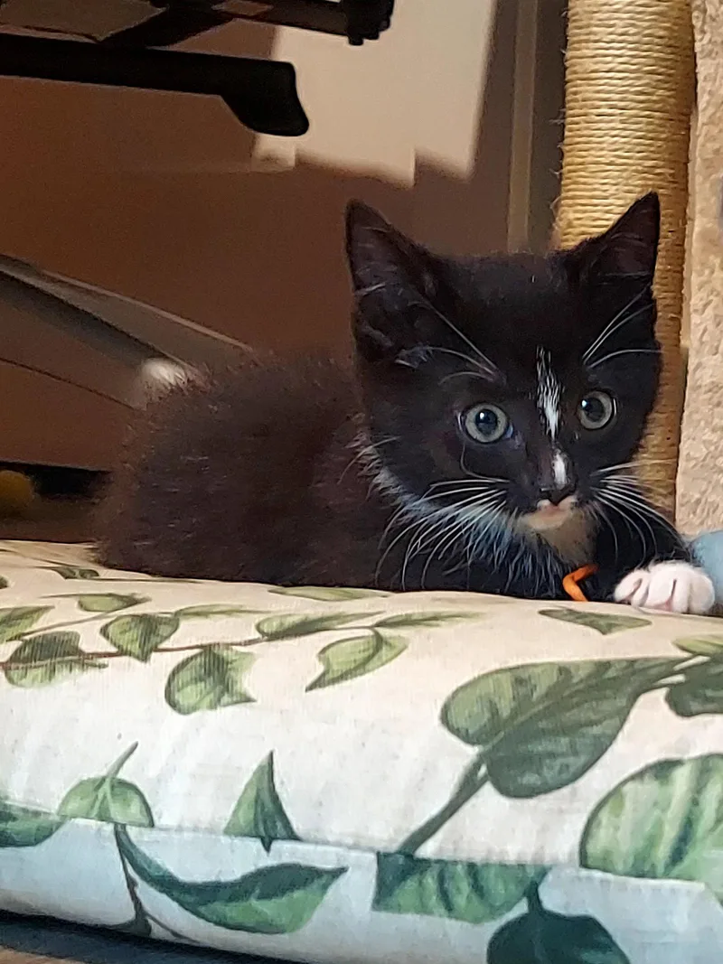 A baby medium-sized female Tuxedo cat named Remi for adoption in Flint Hill, VA