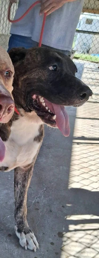 An adult large-sized male American Staffordshire Terrier dog named Thor for adoption in Clinton, MO