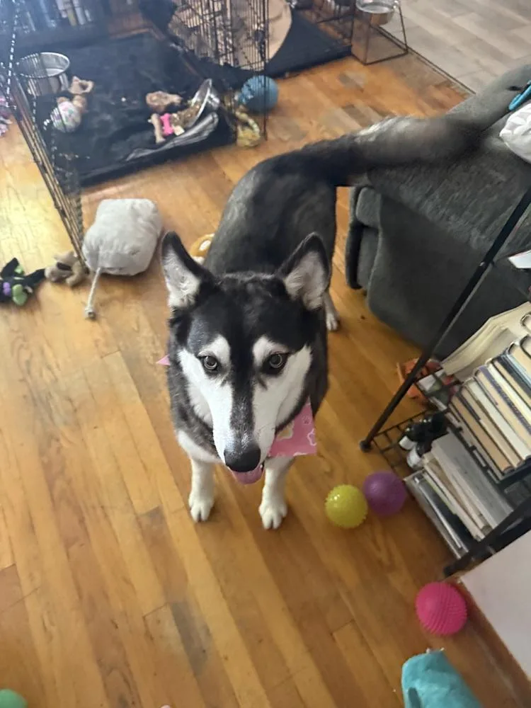 An adult medium-sized female Tricolor (Brown, Black, & White) Husky dog named Breeze for adoption in Plymouth, MI