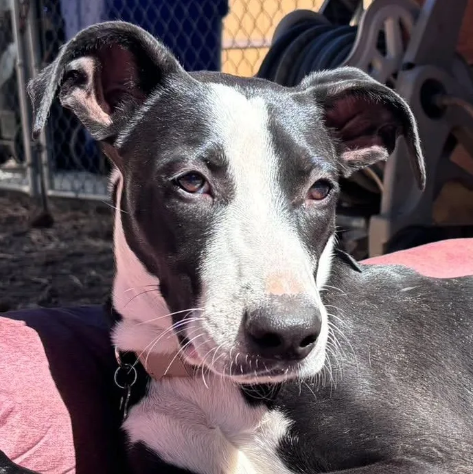 A baby medium-sized male Great Dane dog named Clark for adoption in Carlsbad, CA