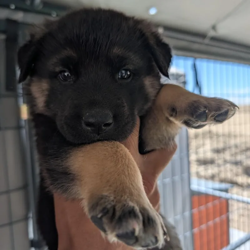 A baby small-sized male Black Australian Shepherd dog named Brutus for adoption in Phoenix, AZ