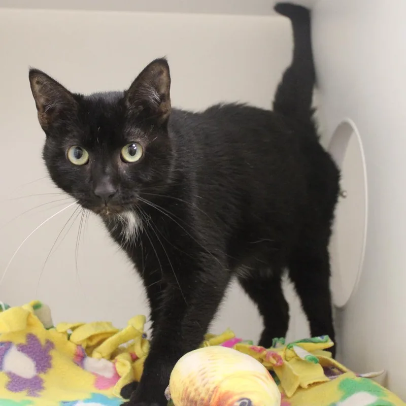 Bagheera