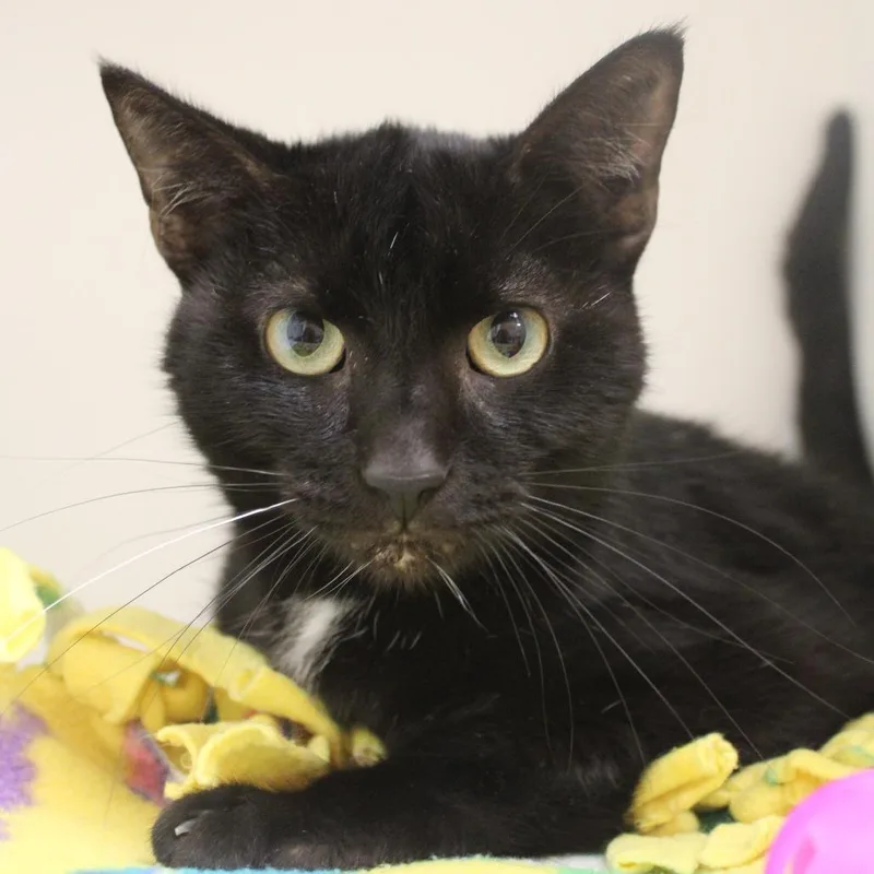 Bagheera thumbnail 2