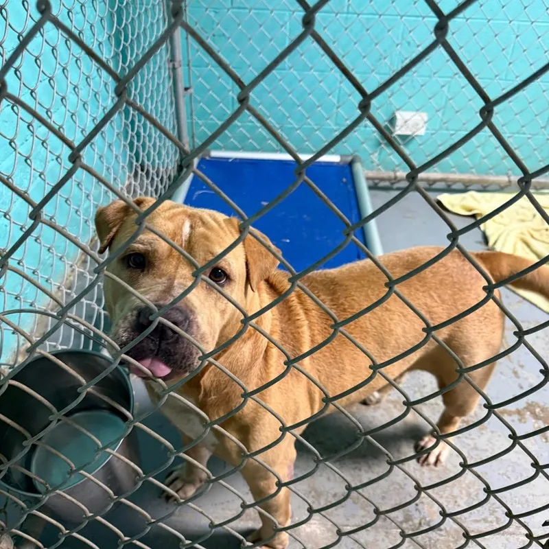 An adult large-sized female Brown / Chocolate Chow Chow dog named Trinity for adoption in Wahiawa, HI