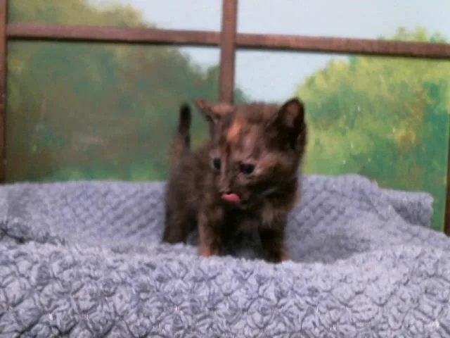 A baby small-sized female Domestic Short Hair cat named Buffy for adoption in Houston, TX