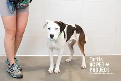 An adult large-sized male White / Cream Mixed Breed dog named Turtle for adoption in Kansas City, MO