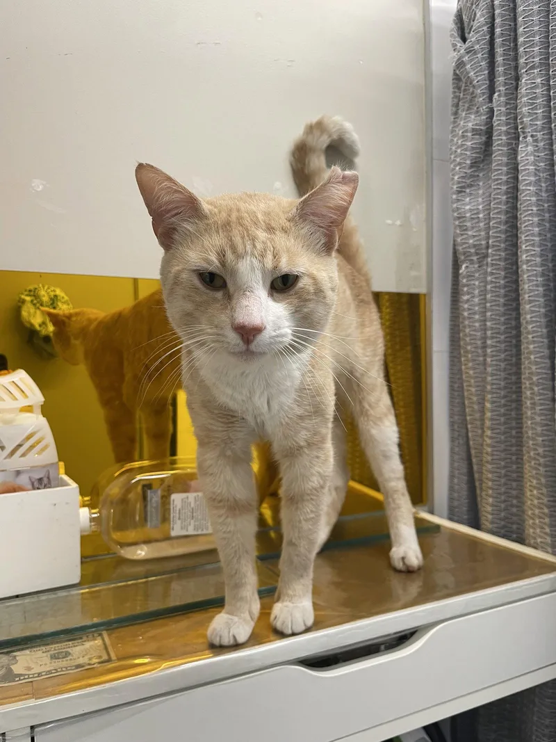A young medium-sized male Orange & White Domestic Short Hair cat named Genji for adoption in Brooklyn, NY