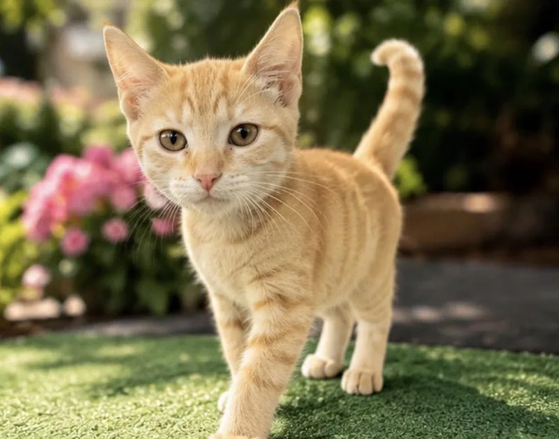 A baby medium-sized female Orange / Red Domestic Short Hair cat named Barbie for adoption in Margate, FL