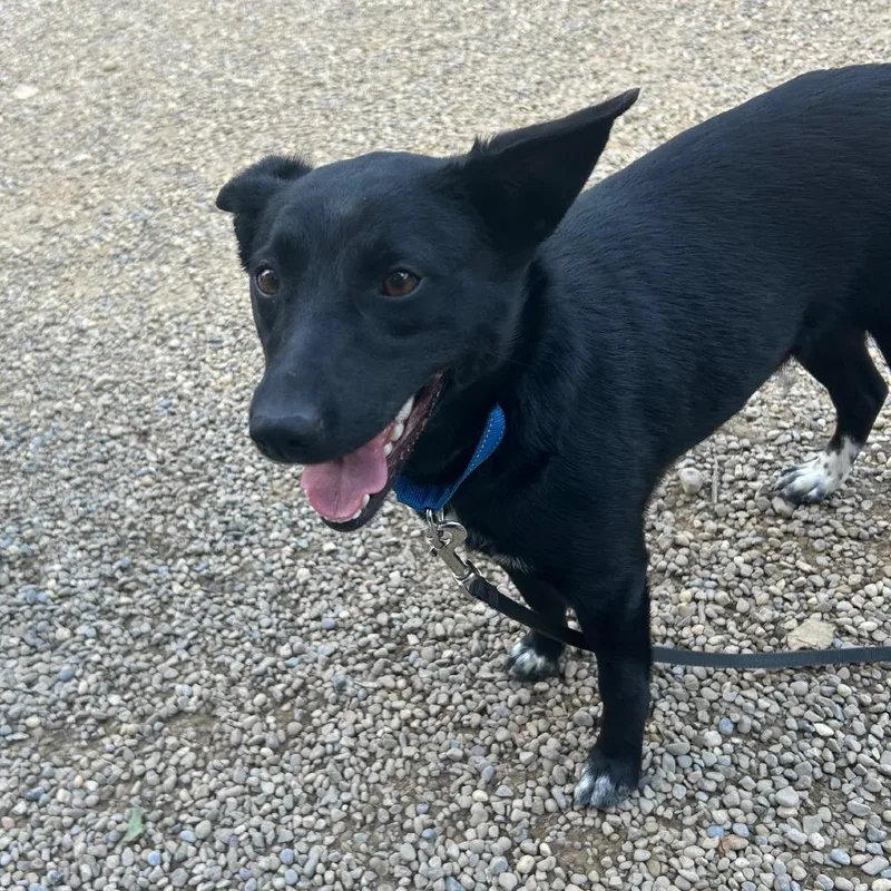 A young medium-sized female Black Cattle Dog dog named Mel for adoption in Columbia Station, OH