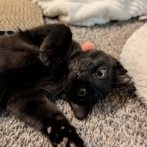 A baby small-sized male Black Domestic Short Hair cat named Chuckie for adoption in Westland, MI
