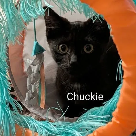 Chuckie thumbnail 3