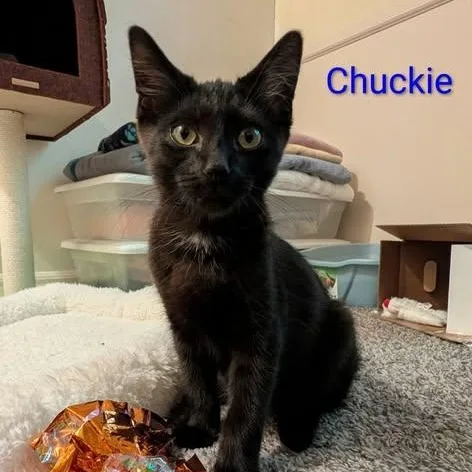 Chuckie thumbnail 4