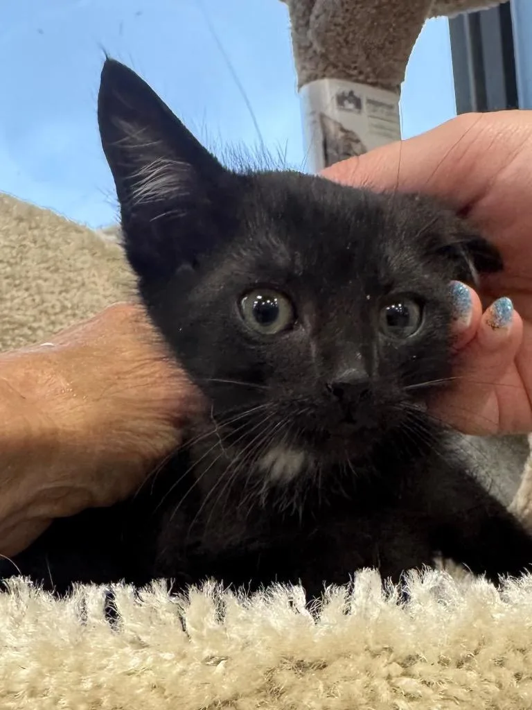 A baby small-sized male Domestic Short Hair cat named Cozmo for adoption in Brookhaven, MS