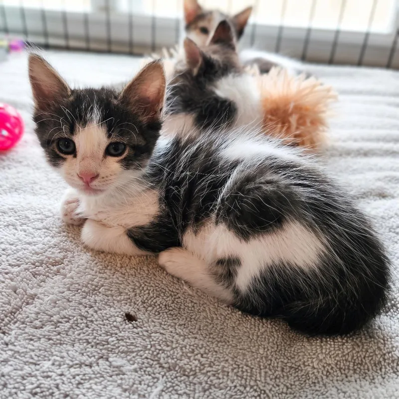 A baby small-sized female Black Domestic Medium Hair cat named Checkers for adoption in Webster, TX