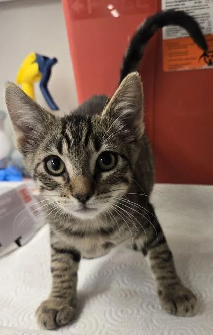 A baby small-sized female Domestic Short Hair cat named Crouton for adoption in Fresno, CA