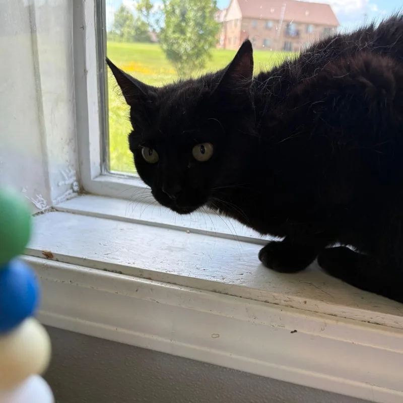 Clawdia