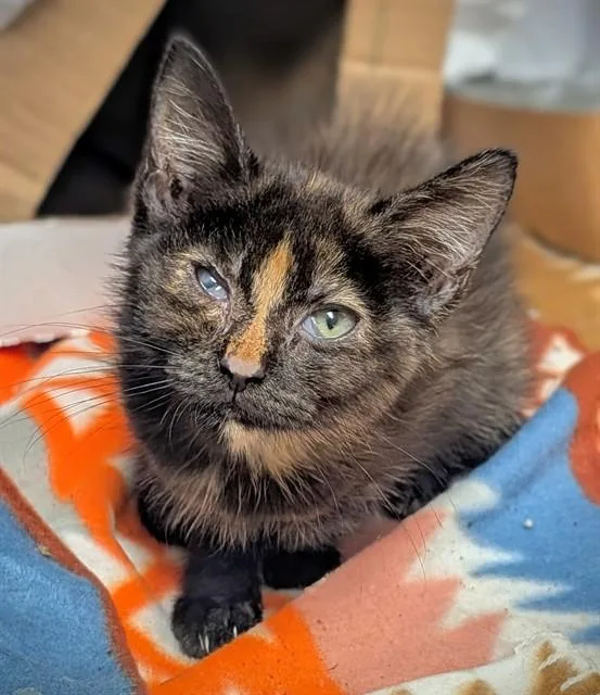 A baby small-sized female Domestic Short Hair cat named Brittney for adoption in Fort Lauderdale, FL