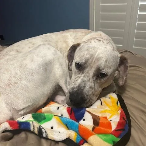 An adult large-sized male White / Cream Boxer dog named Walter for adoption in Glendale, AZ