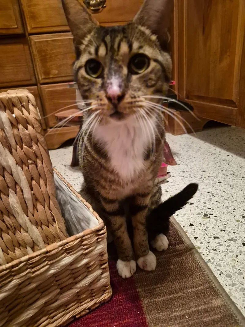 An adult medium-sized male Tabby cat named Boots for adoption in Royal Palm Beach, FL