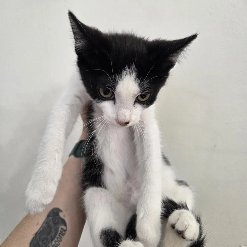 A baby medium-sized female Black & White / Tuxedo Domestic Short Hair cat named Sailor Mercury for adoption in Chattanooga, TN