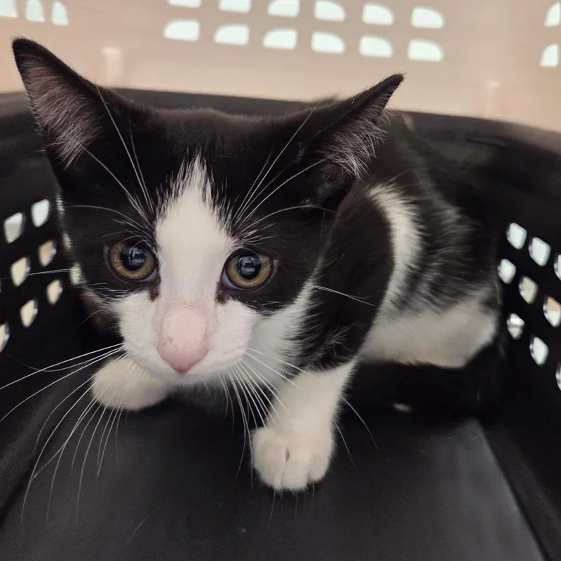 A baby small-sized male Black Domestic Short Hair cat named Bert for adoption in Chattanooga, TN