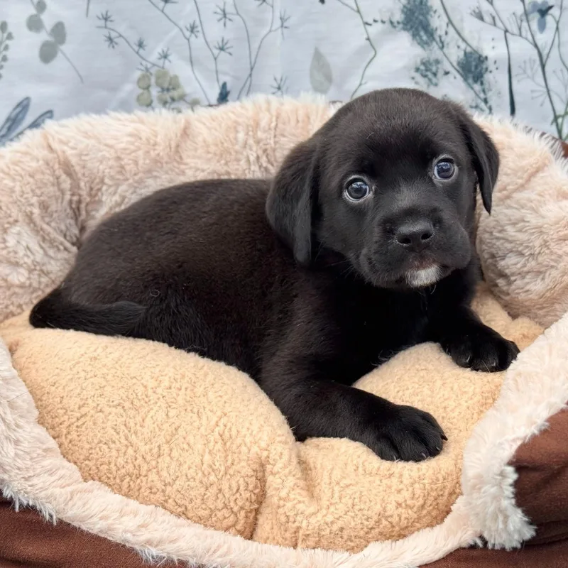 A baby small-sized male Black Puggle dog named Dusky for adoption in Southport, CT