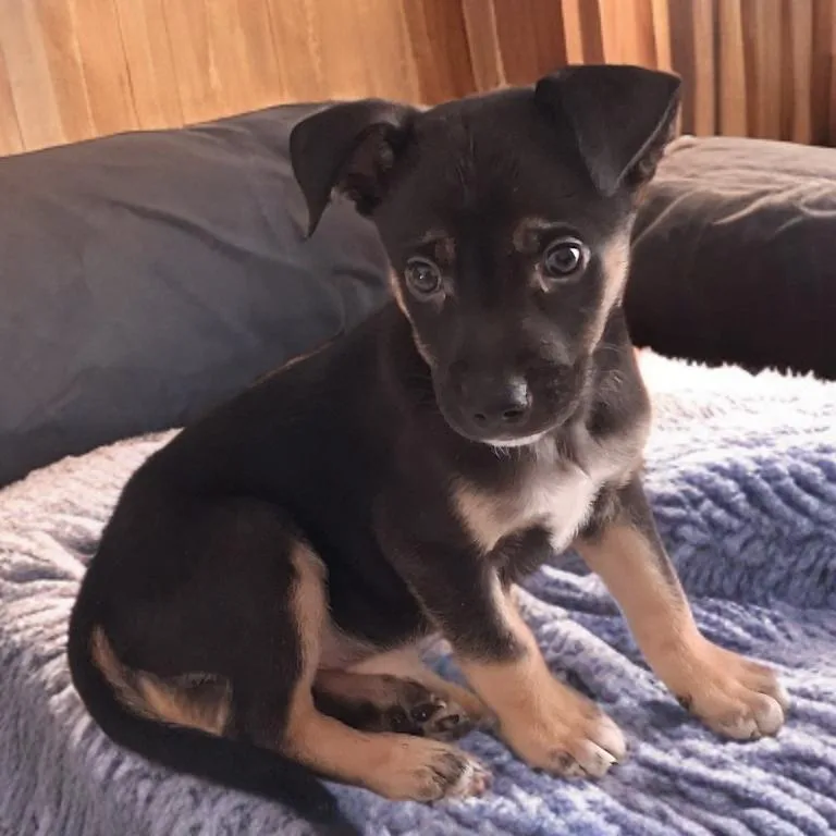 A baby small-sized male German Shepherd Dog dog named Vance for adoption in Las Vegas, NV
