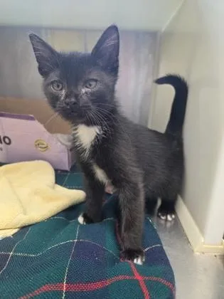 A baby small-sized male Domestic Short Hair cat named Twinkletoes for adoption in Westland, MI