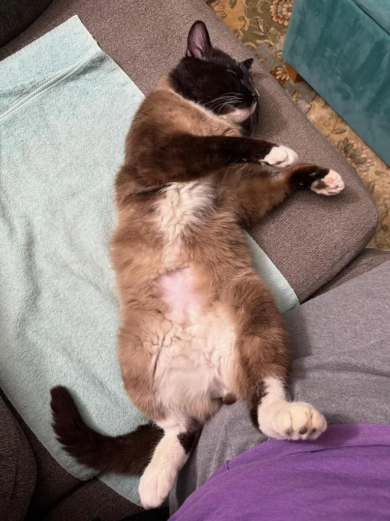 A young medium-sized male Siamese cat named Cheddric The Cheese Wizard for adoption in Saint Paul, MN