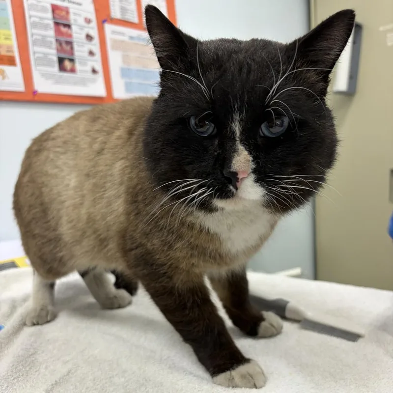 Cheddric The Cheese Wizard thumbnail 2