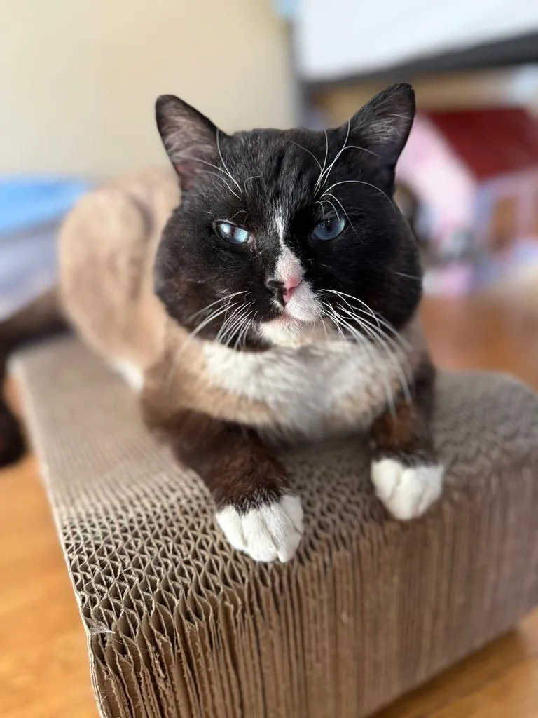 Cheddric The Cheese Wizard thumbnail 3